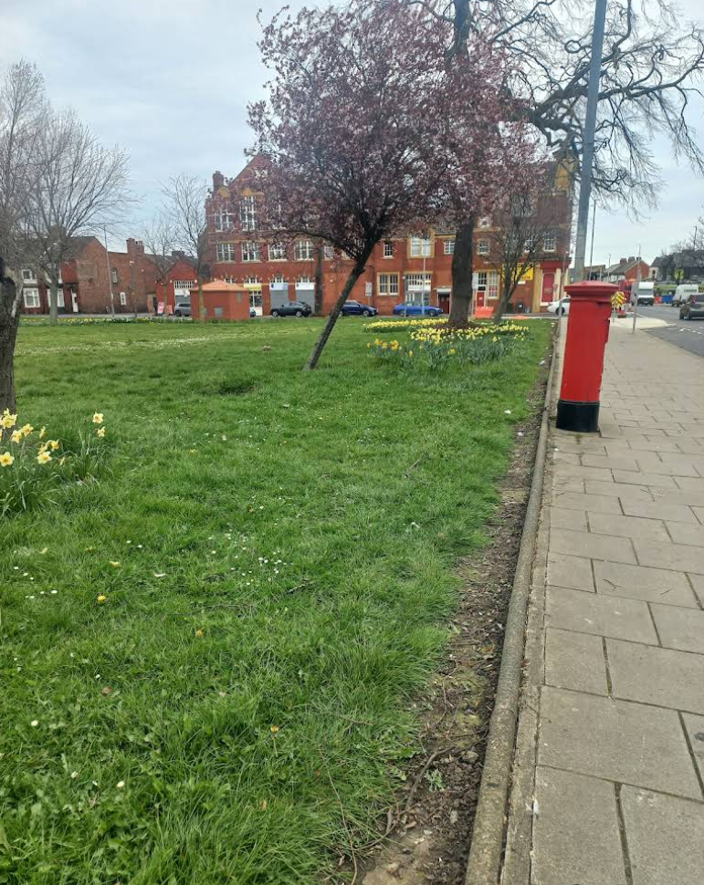 Ayresome Gardens daffodils photo by Juanita Tetteh Ayresome Gardens daffodils photo by Juanita Tetteh