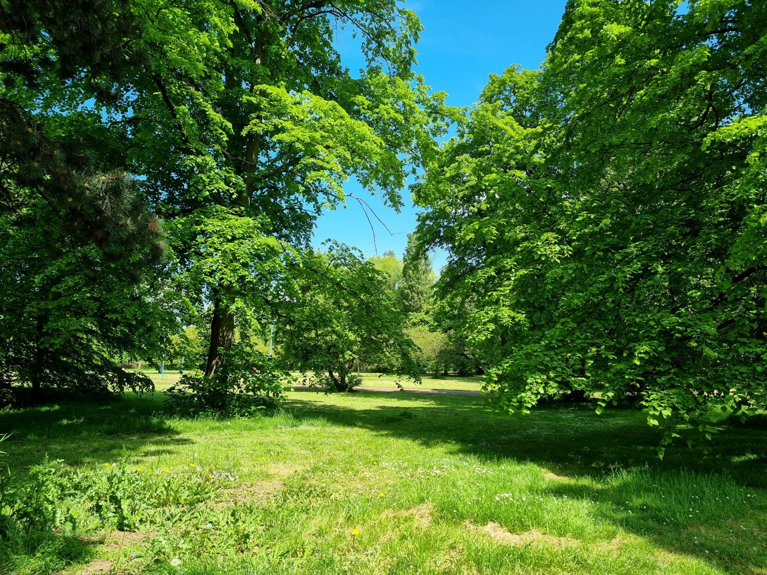 Pallister park greenery